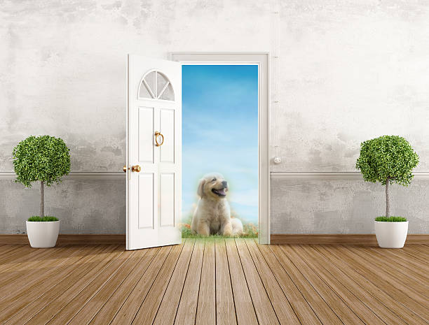 2 dog